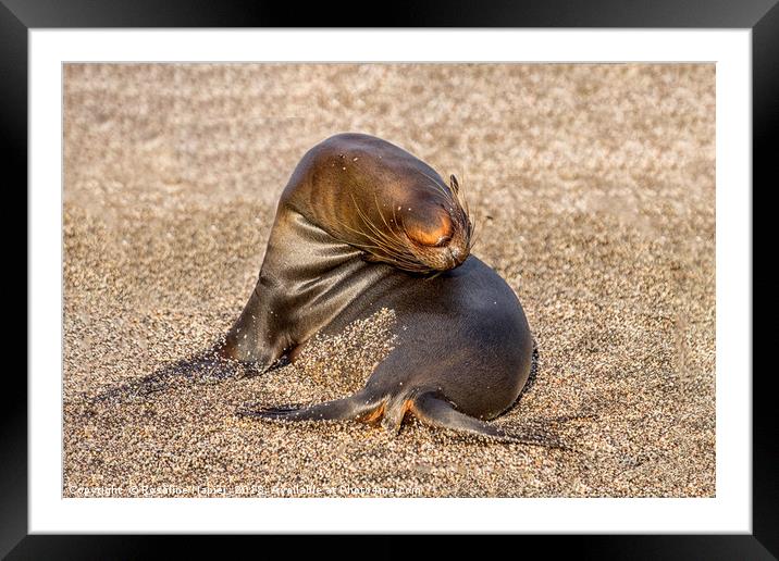 Contortionist sea lion Galapagos Framed Mounted Print by Rosaline Napier