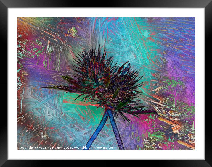 Eryngium texture abstract Framed Mounted Print by Rosaline Napier