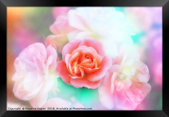 Pink rose with texture Framed Print by Rosaline Napier