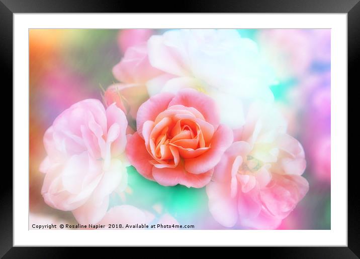 Pink rose with texture Framed Mounted Print by Rosaline Napier