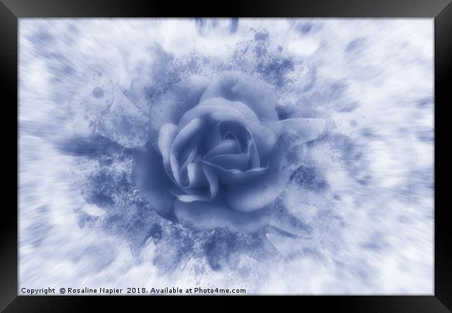 Single blue rose Framed Print by Rosaline Napier
