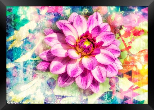 Pink dahlia with paint effect background Framed Print by Rosaline Napier