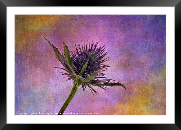 Eryngium head with texture Framed Mounted Print by Rosaline Napier