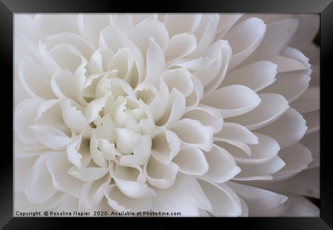 White chrystanthemum petals Framed Print by Rosaline Napier