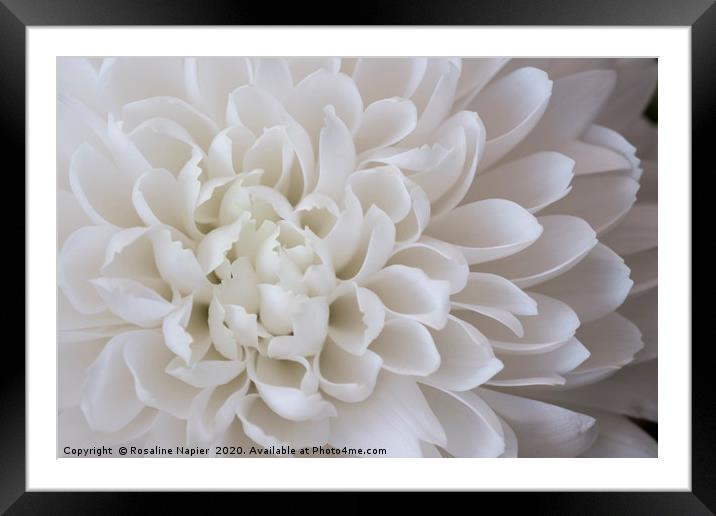 White chrystanthemum petals Framed Mounted Print by Rosaline Napier