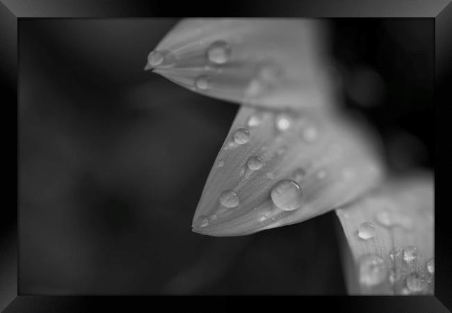 Droplets on Sunflower Framed Print by Mike Evans
