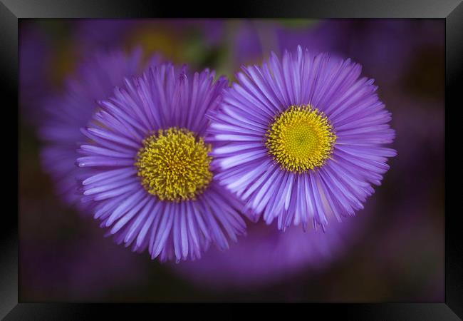 Midsummer Daisy in Lavender Framed Print by Mike Evans