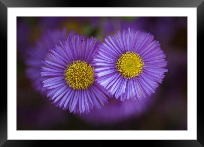 Midsummer Daisy in Lavender Framed Mounted Print by Mike Evans