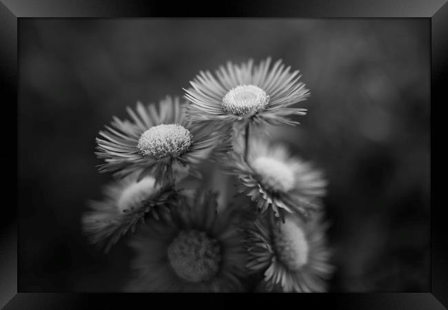 Midsummer Daisy in Black and white Framed Print by Mike Evans