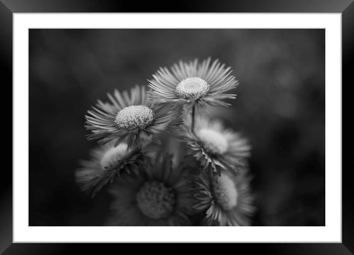 Midsummer Daisy in Black and white Framed Mounted Print by Mike Evans