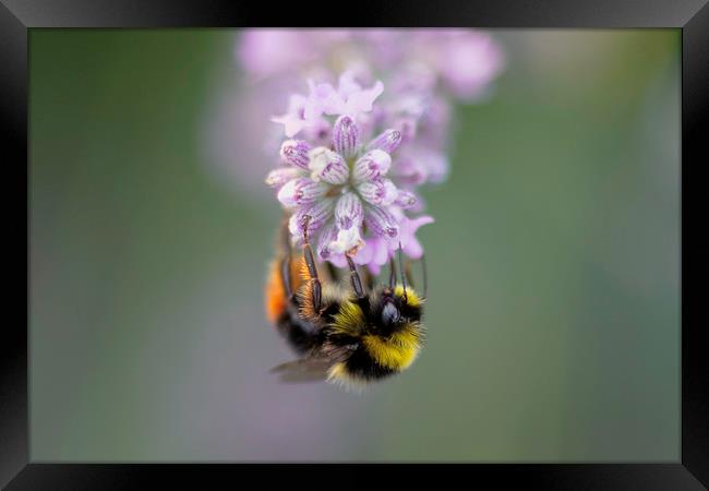 Bee on Lavender Framed Print by Mike Evans
