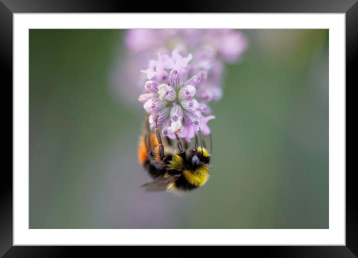 Bee on Lavender Framed Mounted Print by Mike Evans