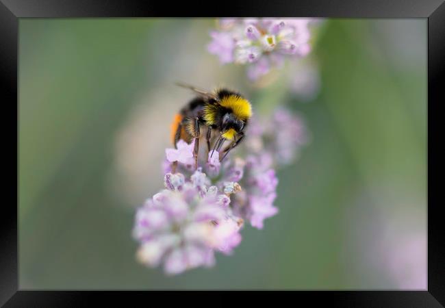 Bee on Lavender Framed Print by Mike Evans