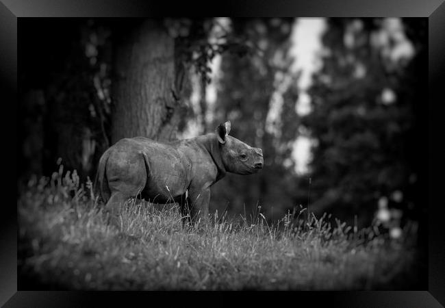 Black Rhinoceros Calf  Framed Print by Mike Evans