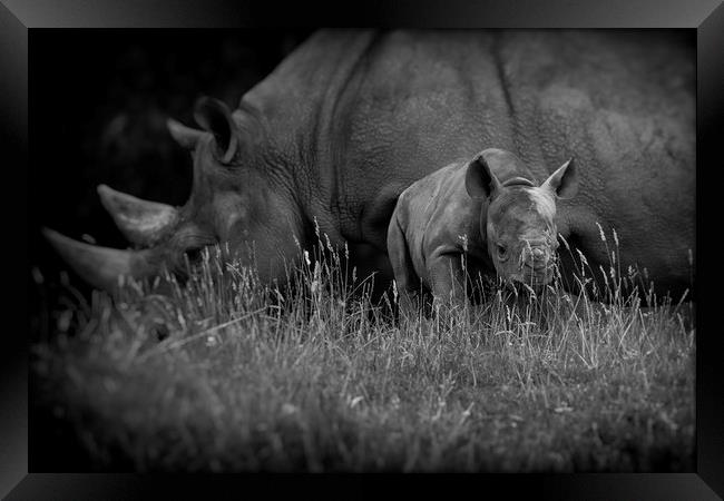 Black Rhinoceros and Calf  Framed Print by Mike Evans