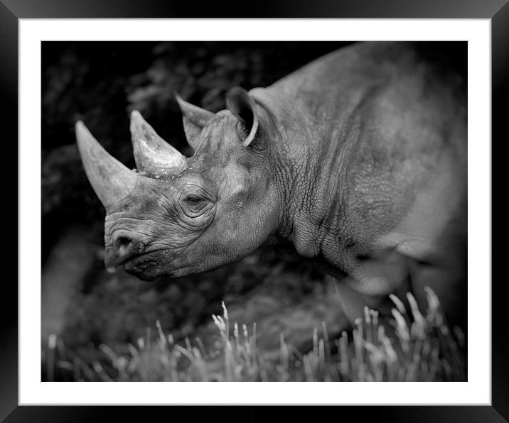 Black Rhinoceros Framed Mounted Print by Mike Evans