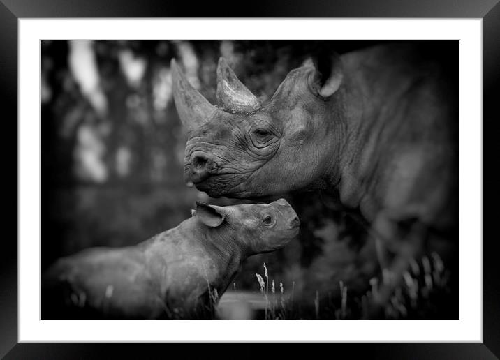 Black Rhinoceros and Calf  Framed Mounted Print by Mike Evans