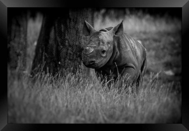 Black Rhinoceros Calf  Framed Print by Mike Evans
