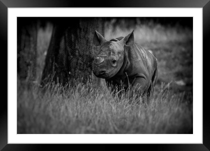 Black Rhinoceros Calf  Framed Mounted Print by Mike Evans