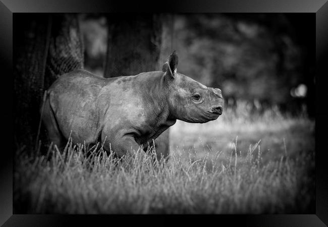 Black Rhinoceros Calf  Framed Print by Mike Evans