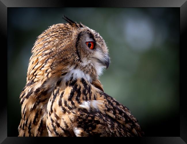 Eurasian Eagle Owl Framed Print by Mike Evans
