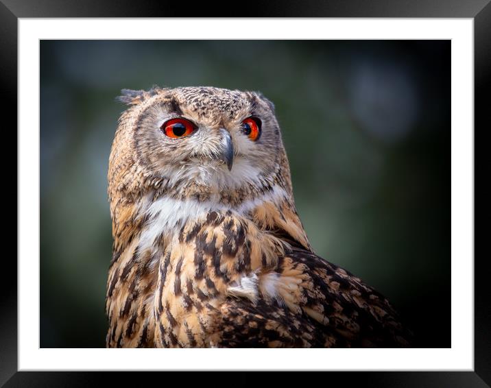European / Eurasian Eagle Owl Framed Mounted Print by Mike Evans