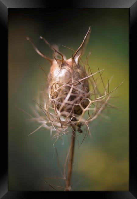 Nigella damascena (seed pods) Framed Print by Mike Evans