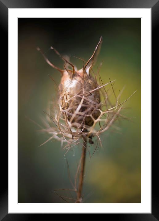 Nigella damascena (seed pods) Framed Mounted Print by Mike Evans