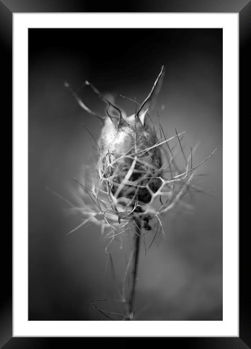 Nigella damascena (seed pods) Framed Mounted Print by Mike Evans