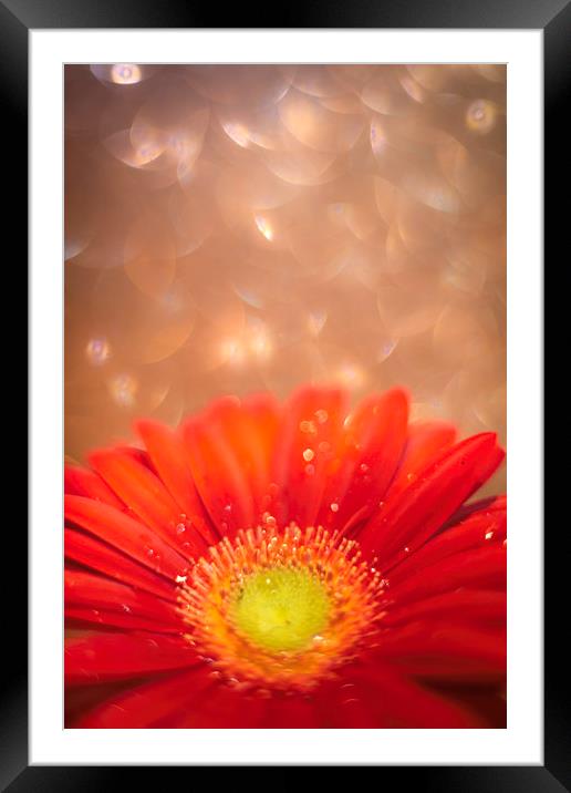Sparkle in the sky - Daisy / Gerbera Experimental  Framed Mounted Print by Mike Evans
