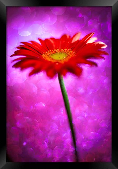 Daisy - Gerbera Experimental / Abstract photograph Framed Print by Mike Evans