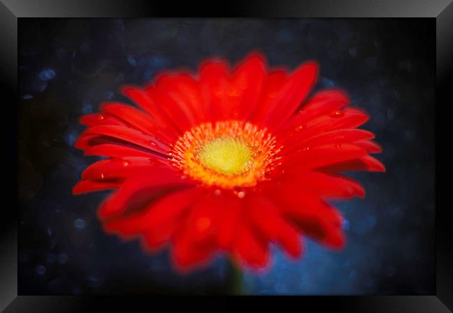 Red on Blue Daisy Experimental Abstract Framed Print by Mike Evans