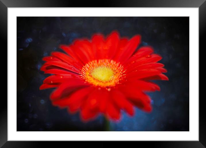 Red on Blue Daisy Experimental Abstract Framed Mounted Print by Mike Evans