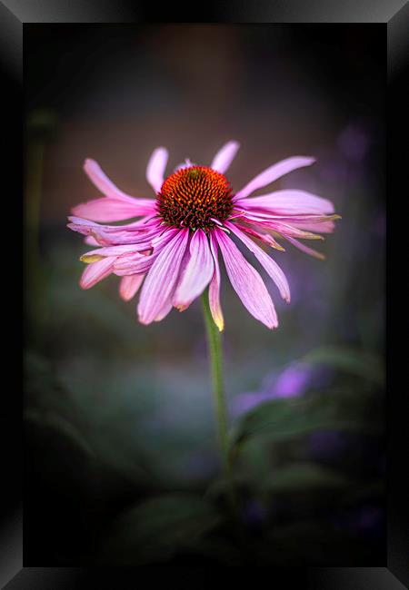 Withering Beauty Framed Print by Mike Evans