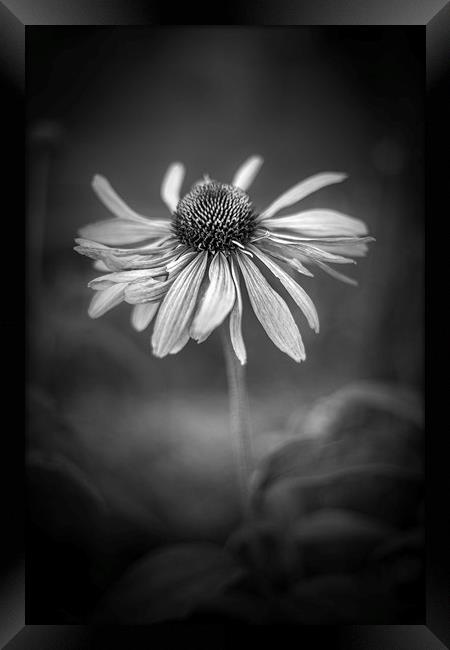 Withering Beauty - In Black and White. Framed Print by Mike Evans