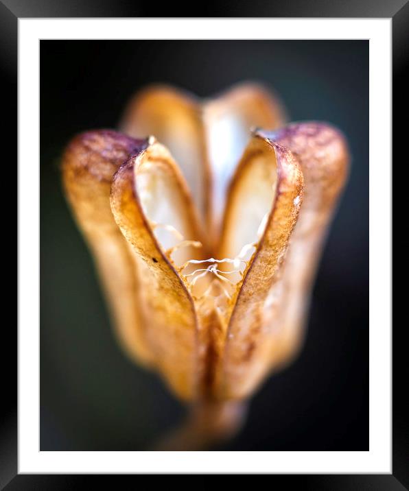 Snake's Head Fritillary - Seed Pod Framed Mounted Print by Mike Evans