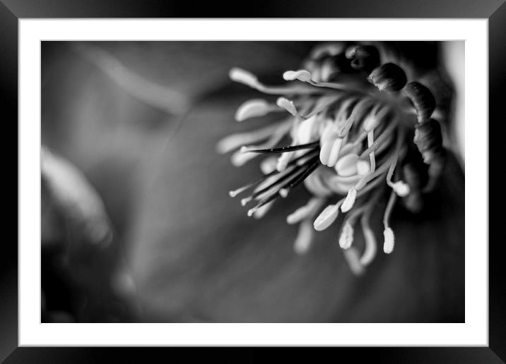  Hellebores Framed Mounted Print by Mike Evans