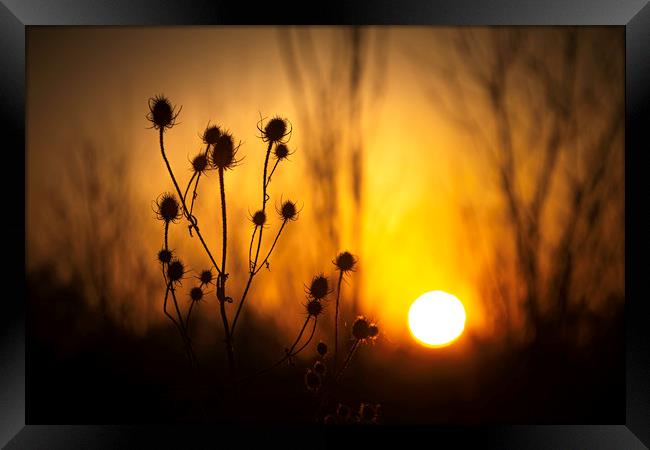 Silhouette of a Common Thistle at Sunset. Framed Print by Mike Evans