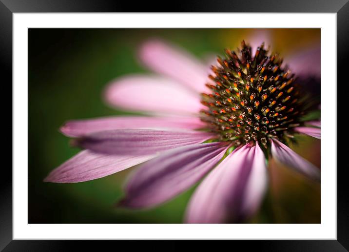 Coneflower Head Close Up  Framed Mounted Print by Mike Evans