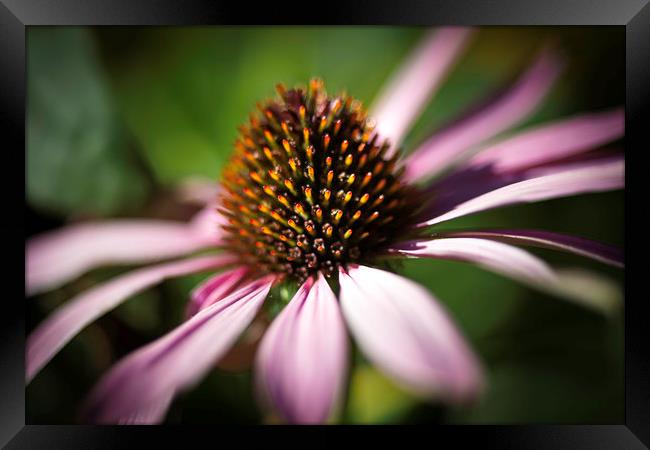 Coneflower Head Close Up  Framed Print by Mike Evans