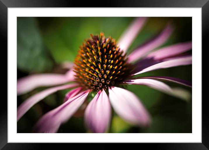 Coneflower Head Close Up  Framed Mounted Print by Mike Evans