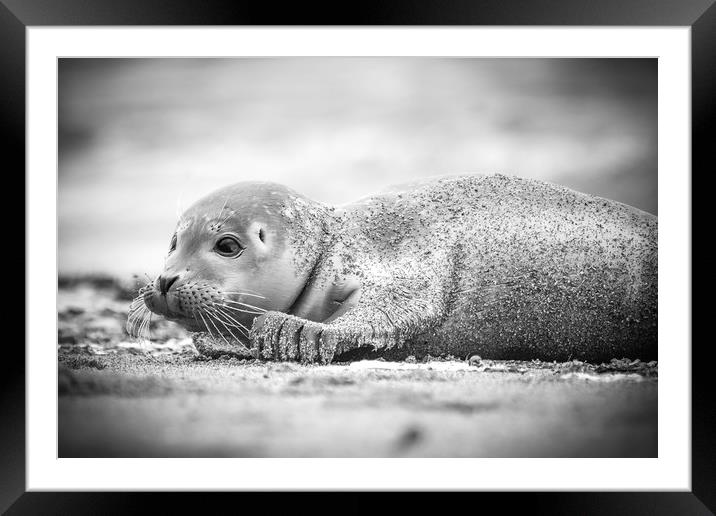 Seal Pup on the Beach. Framed Mounted Print by Mike Evans