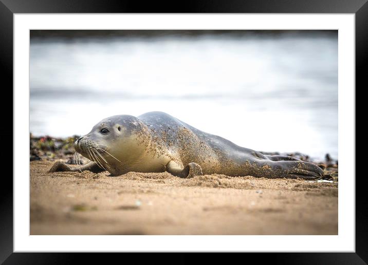 Seal Pup on the Beach. Framed Mounted Print by Mike Evans