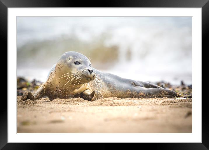 Seal Pup on Scarborough Beach. Framed Mounted Print by Mike Evans