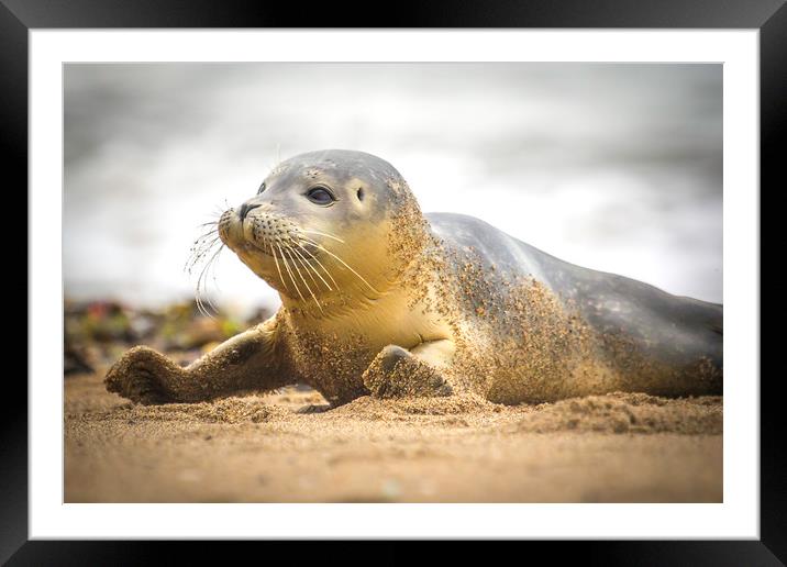 Seal Pup on Scarborough Beach. Framed Mounted Print by Mike Evans