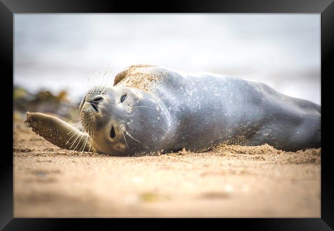 Seal Pup on Scarborough Beach. Framed Print by Mike Evans