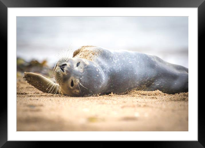 Seal Pup on Scarborough Beach. Framed Mounted Print by Mike Evans