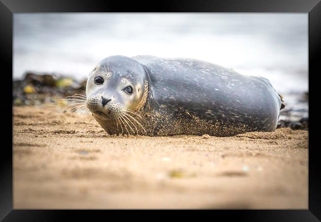 Seal Pup on Scarborough Beach. Framed Print by Mike Evans