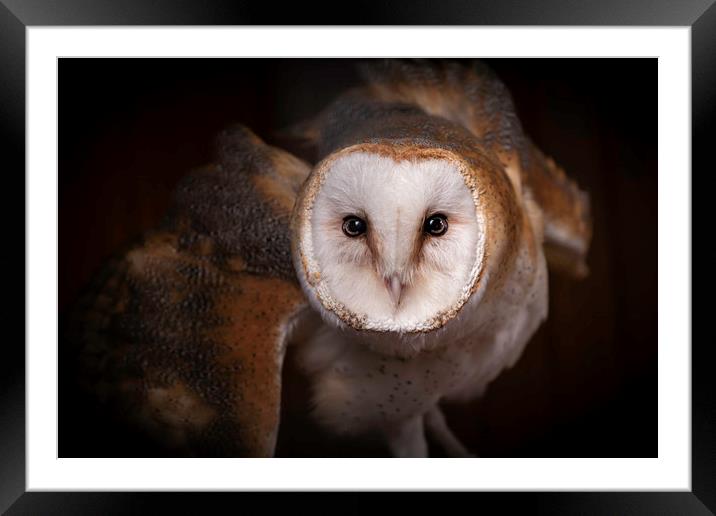 Barn Owl - Looking at you. Framed Mounted Print by Mike Evans