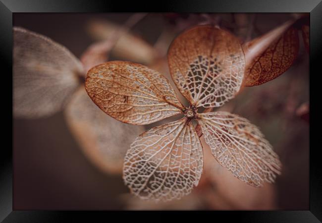 Hydrangea Leaf Skeleton. Framed Print by Mike Evans
